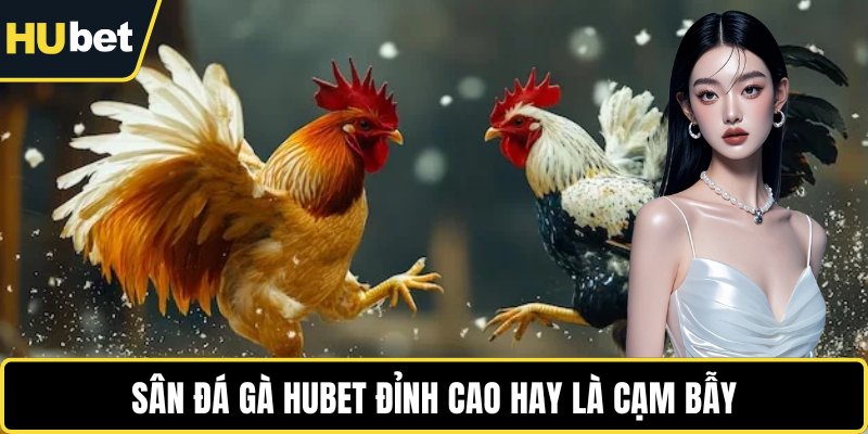 Sân đá gà HUBET đỉnh cao hay là cạm bẫy